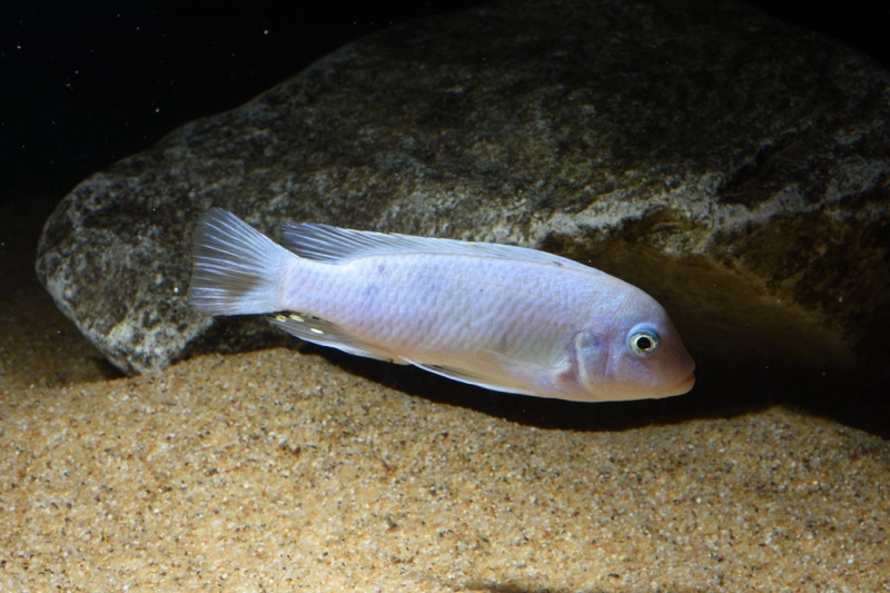 Maylandia callainos 'Chidunga Rocks'